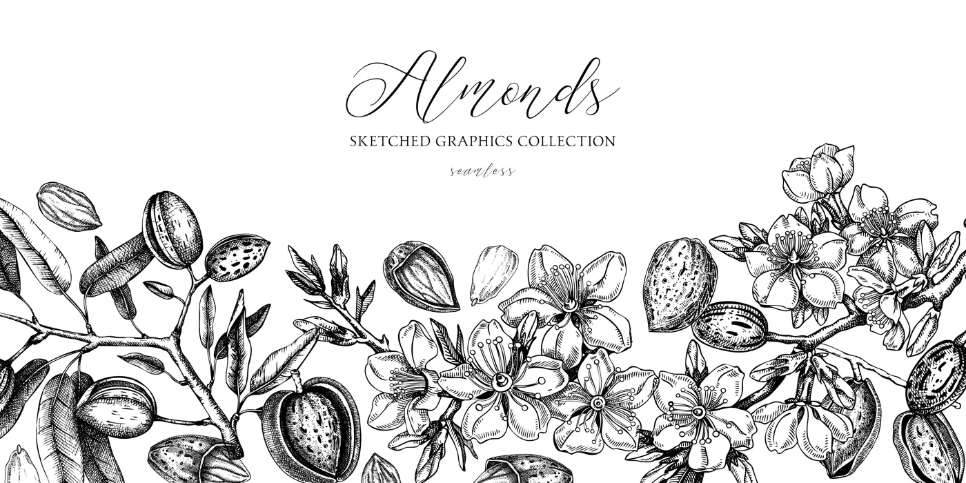 Almond background. Blooming branches, almond nuts, flowers, leaves sketches. Hand drawn vector illustration. Vintage floral design. Spring trees border Illustration